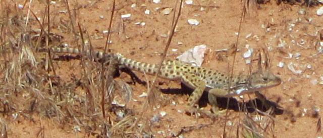 06-09-yesterdays-lizard.jpg