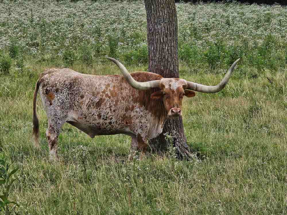 p longhorn.jpg