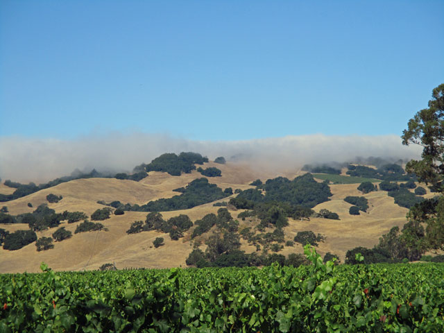 06-29-vines-n-cloud.jpg