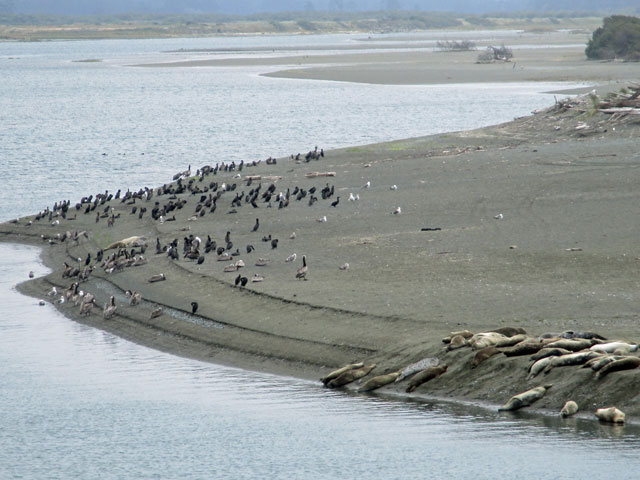 06-27-birds-n-seals.jpg