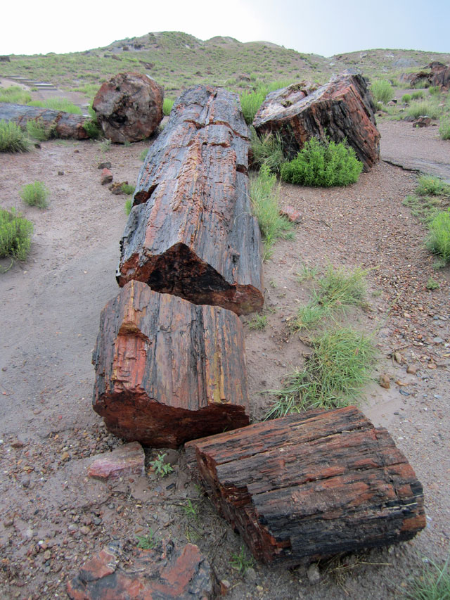 06-11-petrified-log.jpg