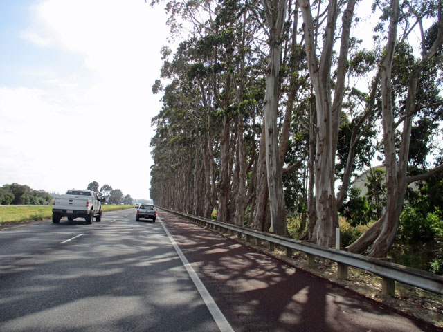 06-27-eucalypts.jpg