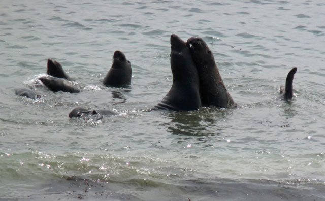 07-03-seals-at-play.jpg