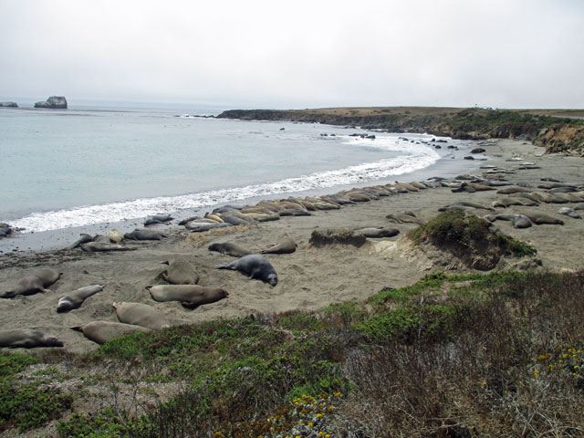 07-03-elephant-seals.jpg