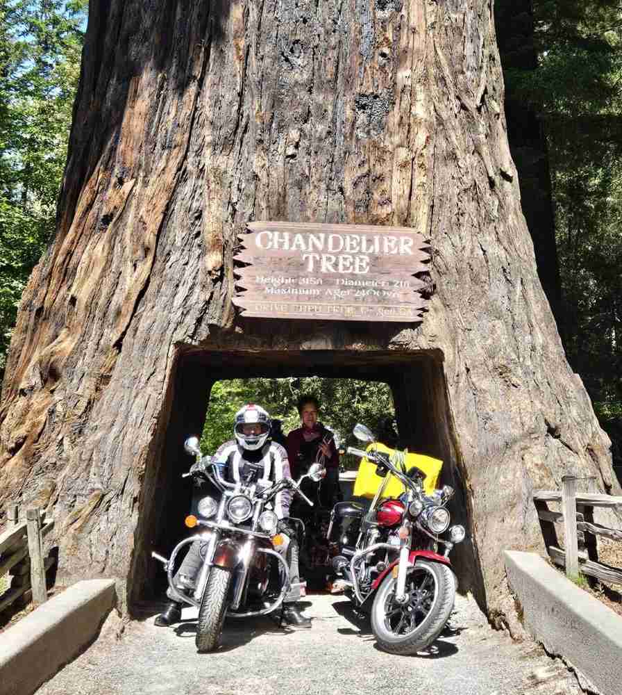 chandelier tree.jpg